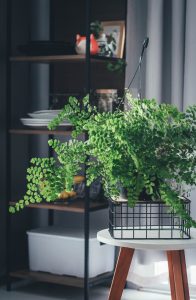 Plantas de Interiores Avenca em apartamento Colorindo Nuvens